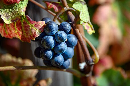 Rebenweg Biel-Ligerz